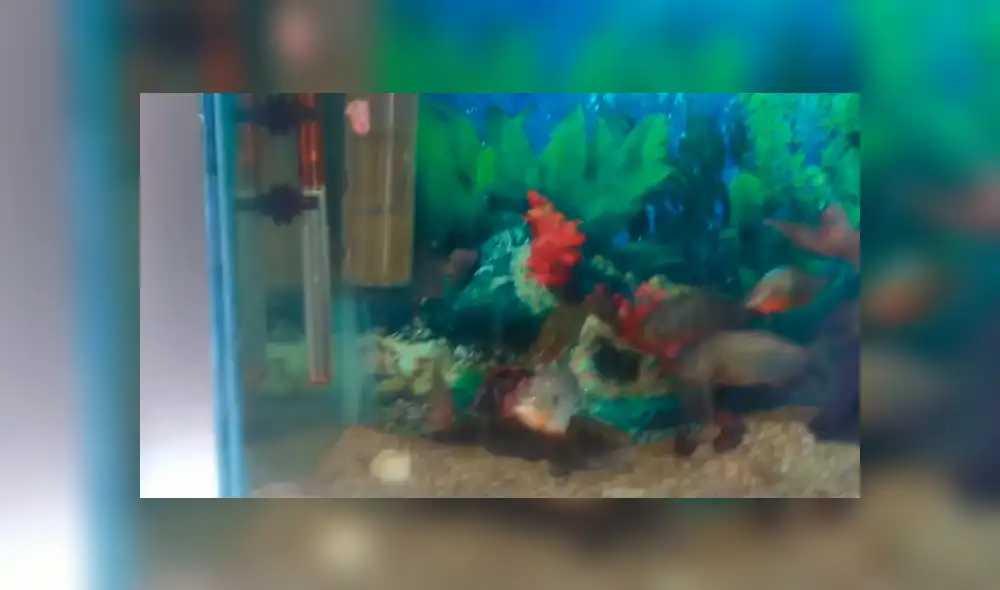 YouTube viral: Arrojan pedazo de carne a pecera repleta de pirañas y ocurre lo inesperado [VIDEO]