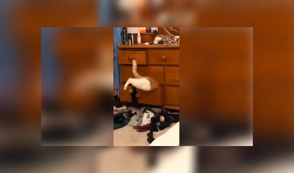 Desliza las imágenes para apreciar la reacción de un gato cuando su dueña descubrió su travesura. Foto: Captura. Desliza las imágenes para apreciar la reacción de un gato cuando su dueña descubrió su travesura. Foto: Captura.