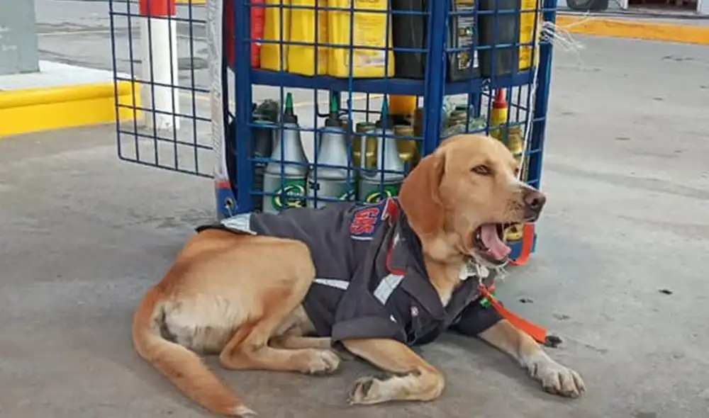 Desliza las imágenes para ver más detalles sobre esta tierna historia que se hizo viral en redes sociales. Foto: LSR Veracruz / Facebook