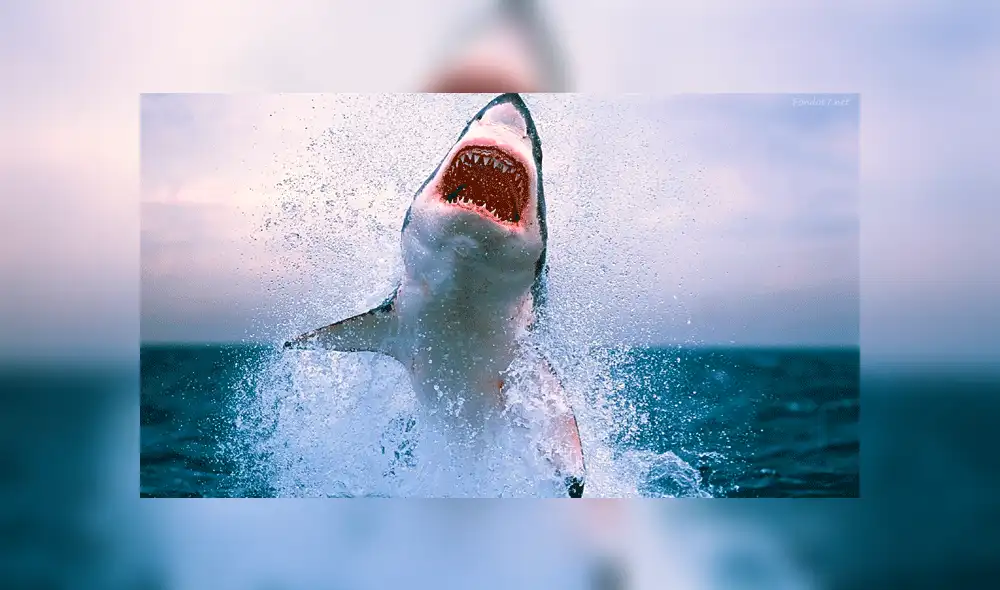 Vía Facebook: graban a chico lanzándose a mar 'infestado' de tiburones y ocurre lo inesperado [VIDEO]