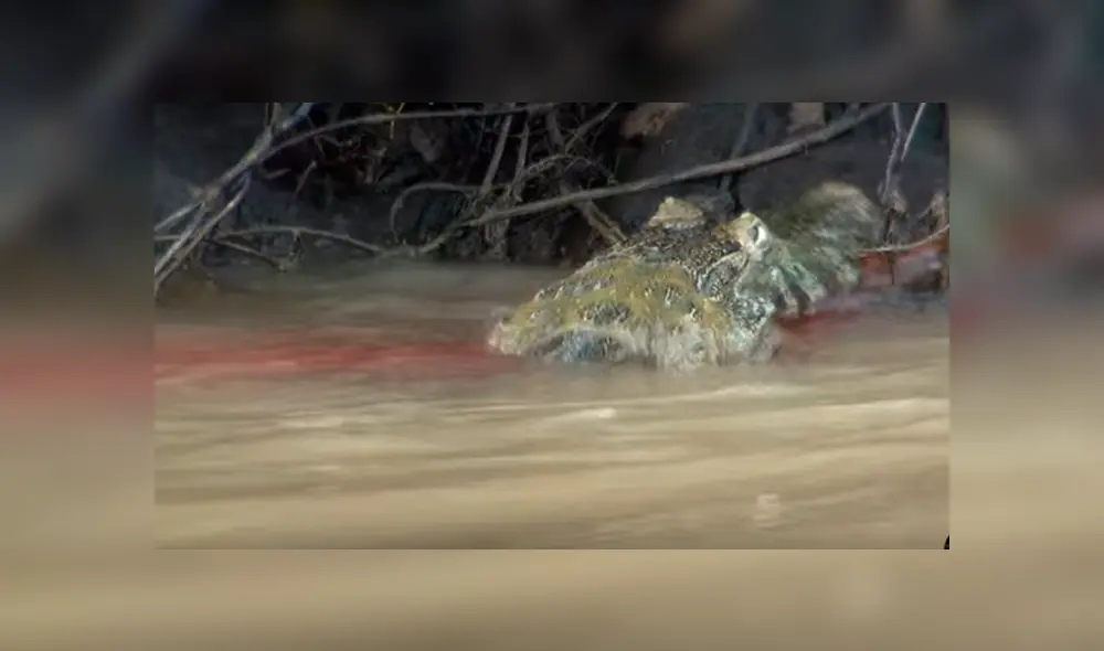 Desliza hacia la izquierda para ver el brutal enfrentamiento de los reptiles que se ha vuelto viral en YouTube. Desliza hacia la izquierda para ver el brutal enfrentamiento de los reptiles que se ha vuelto viral en YouTube.