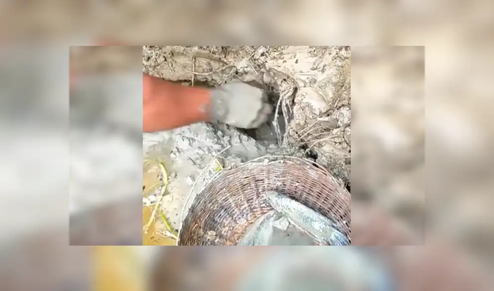 Facebook viral: descubre extraños peces tras introducir sus manos en fosa de lodo [VIDEO]