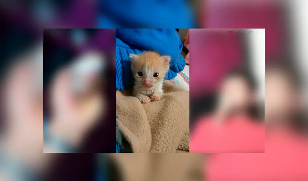Desliza para ver el radical cambio de este gatito que enamoró a miles en Facebook. Foto: Captura.