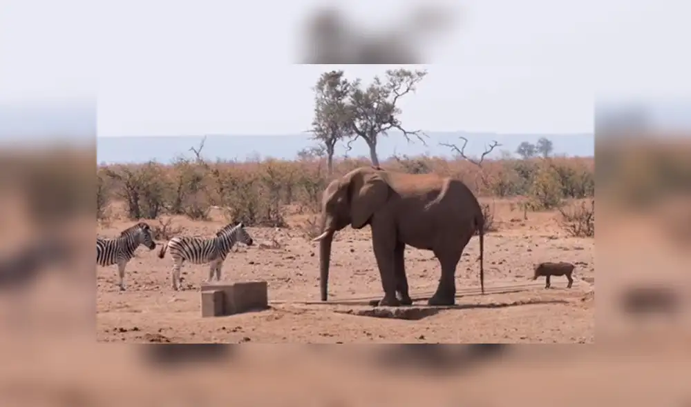 Desliza hacia la izquierda para ver las tierna escena de un elefante protegiendo a un jabalí bebé. Video viral de Facebook. Desliza hacia la izquierda para ver las tierna escena de un elefante protegiendo a un jabalí bebé. Video viral de Facebook.