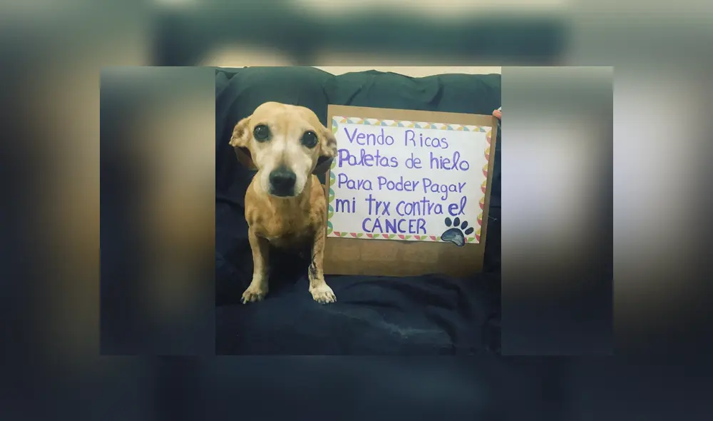 La perrita ofrece helados de diferentes saber para solventar los gastos de su caro tratamiento. Foto. Facebook
