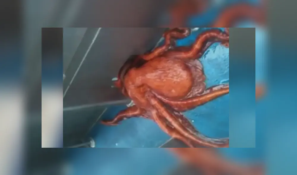 Desliza para ver el video viral publicado en YouTube. Foto: Captura. Desliza para ver el video viral publicado en YouTube. Foto: Captura.