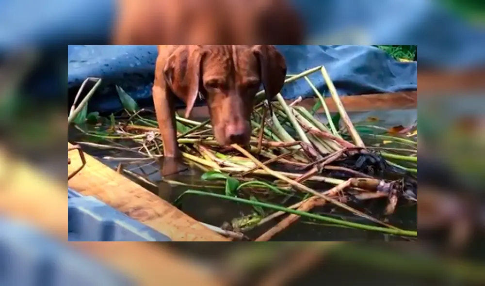 Desliza las imágenes para observar la inesperada acción de un sapo para escapar de las garras de un perro. Foto: Captura. Desliza las imágenes para observar la inesperada acción de un sapo para escapar de las garras de un perro. Foto: Captura.
