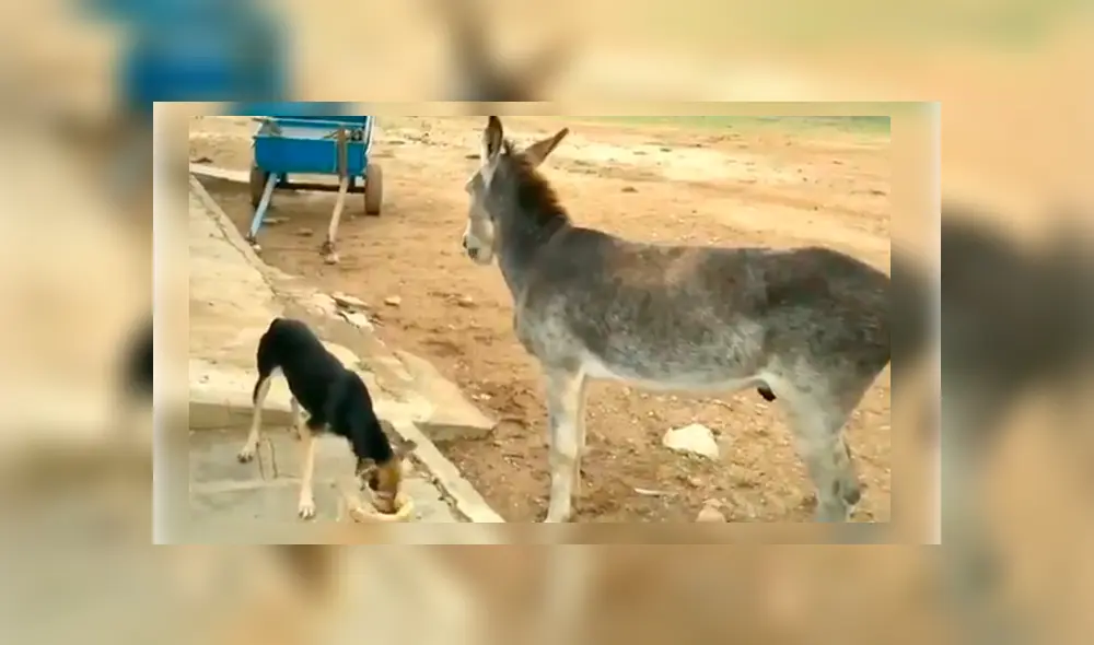 Vía Facebook. Menudo perro intentó ahuyentar al asno sin esperar la intempestiva respuesta por parte de este