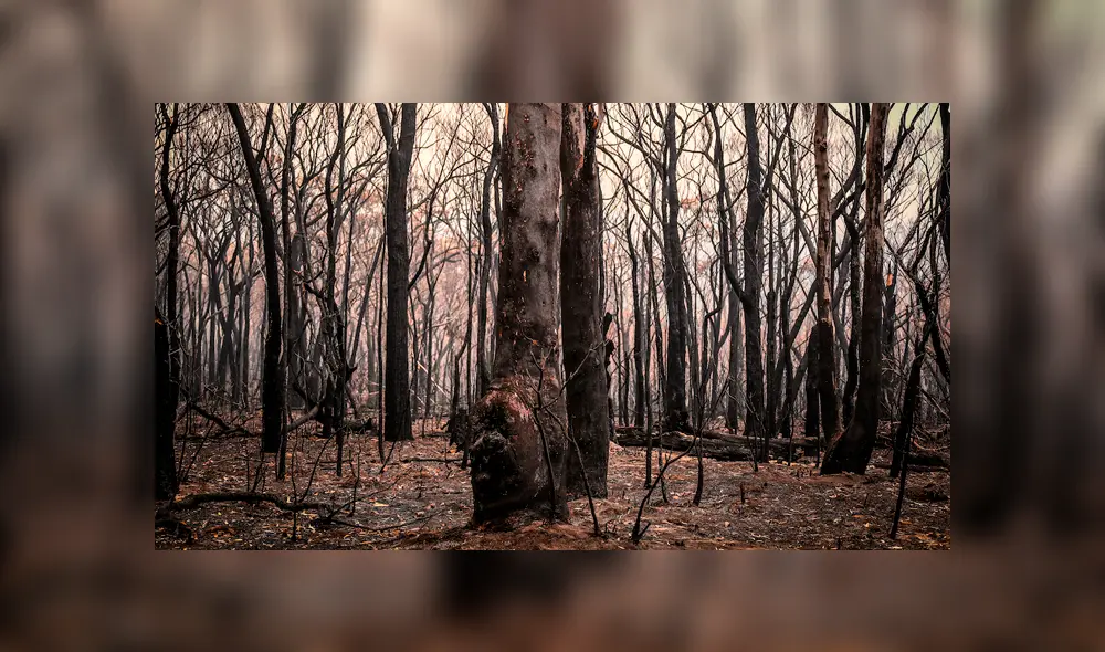 Incendio forestal en Australia Incendio forestal en Australia