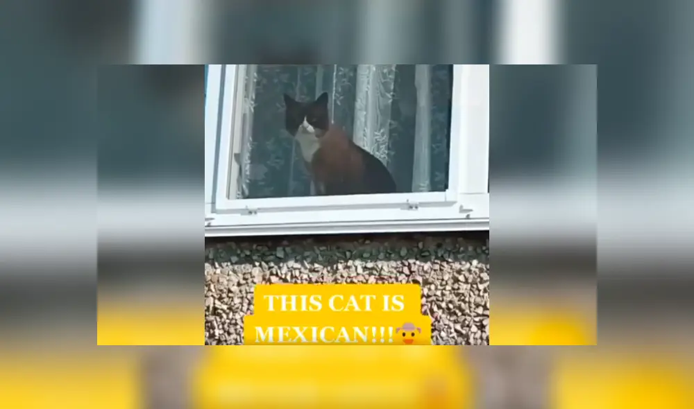 Desliza las imágenes para conocer la reacción de un gato cuando un joven le habla en varios idiomas. Foto: Captura.