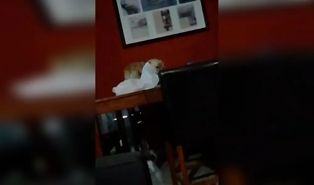 Desliza las imágenes para ver la travesura que estuvo a punto de cometer un perro en su casa. Foto: captura de TikTok Desliza las imágenes para ver la travesura que estuvo a punto de cometer un perro en su casa. Foto: captura de TikTok