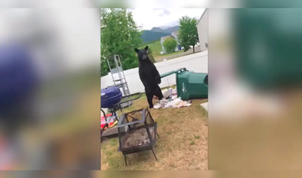 YouTube viral: Joven se enfrenta a oso que invadió su casa YouTube viral: Joven se enfrenta a oso que invadió su casa