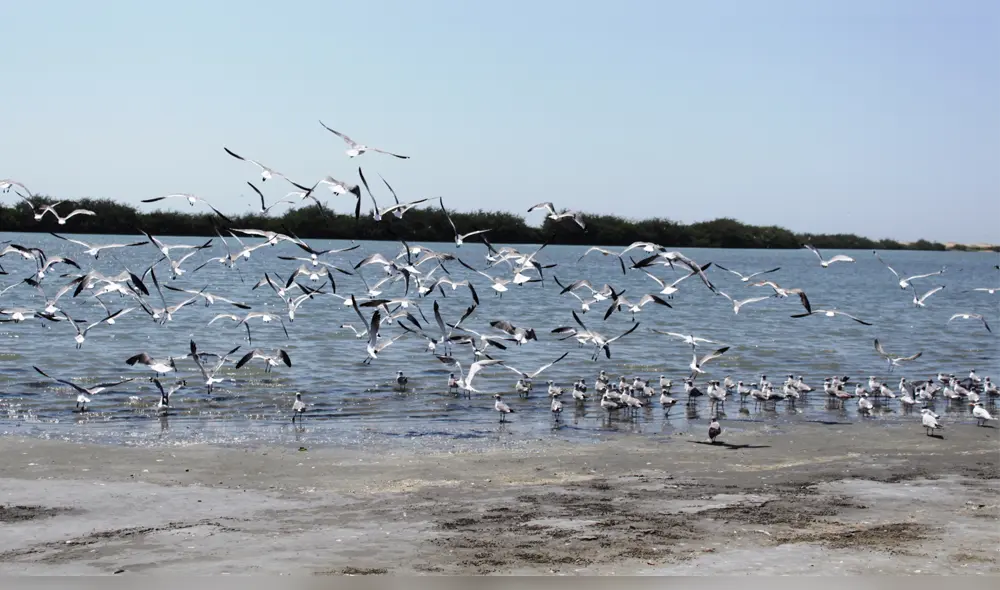 Esperan que biodiversidad sea mejor conservada.