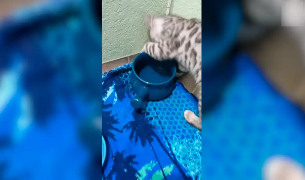 Desliza las imágenes para ver a Josh renegando por haberse mojado la patita. Foto: captura de YouTube