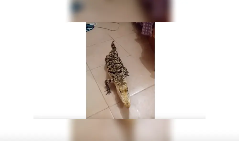 Hombre adiestra a cocodrilo y lo convierte en una obediente mascota, hecho que sorprendió a miles de YouTube. Hombre adiestra a cocodrilo y lo convierte en una obediente mascota, hecho que sorprendió a miles de YouTube.