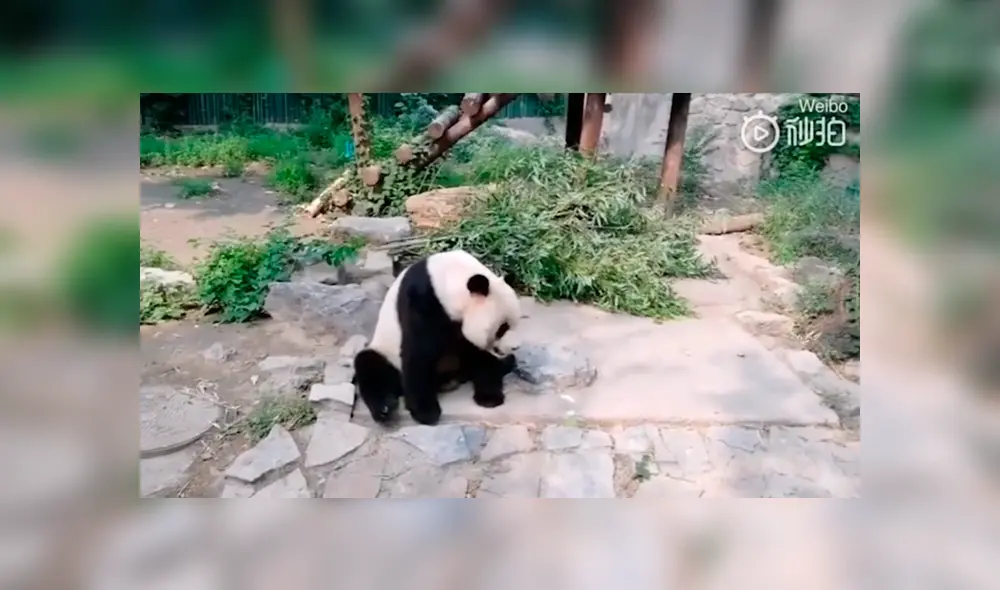 ataque panda