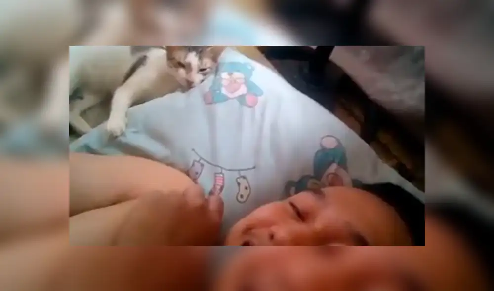 Facebook: joven desafinado le canta a su gato para que no duerma y este reacciona de forma inesperada [VIDEO]