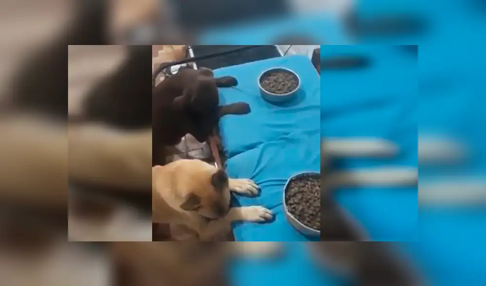 En Facebook, un joven enseñó a sus enormes perros a bendecir sus alimentos antes de consumirlos.