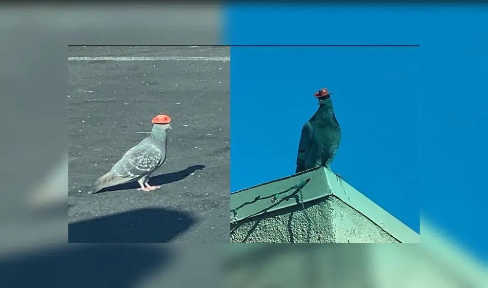 Las palomas han sido captadas en más de una ocasión. Las palomas han sido captadas en más de una ocasión.
