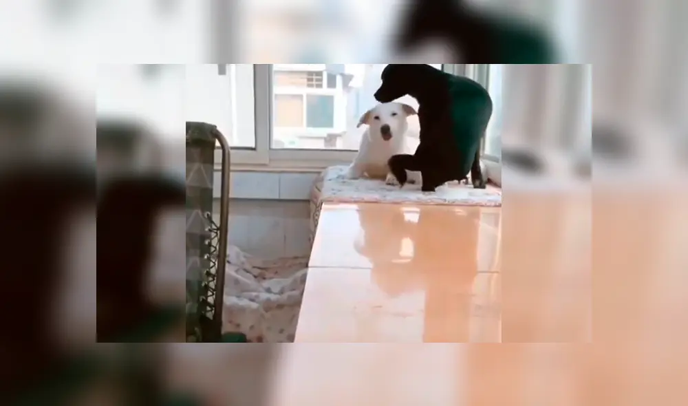 En Facebook, un perro conmovió al brindarle alimento a su pareja que estaba echada junto a sus bebés. En Facebook, un perro conmovió al brindarle alimento a su pareja que estaba echada junto a sus bebés.