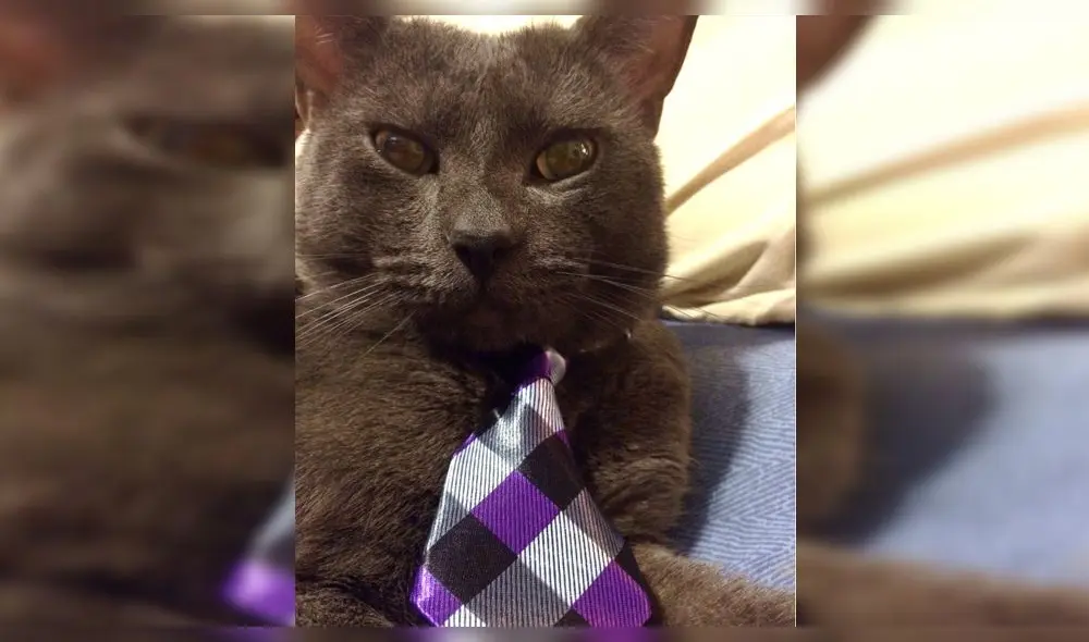 Pedro Suárez Vértiz conmueve a fans con trágica historia de su mascota [FOTOS]