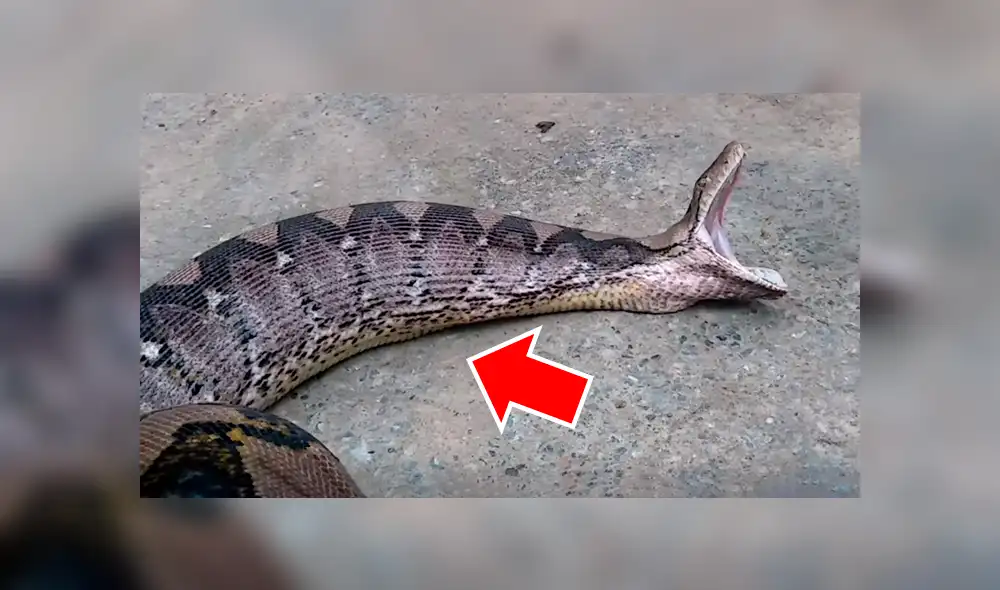 El autor del video de YouTube se acercó a serpiente salvaje para grabar asqueroso momento en que regurgita a un gato