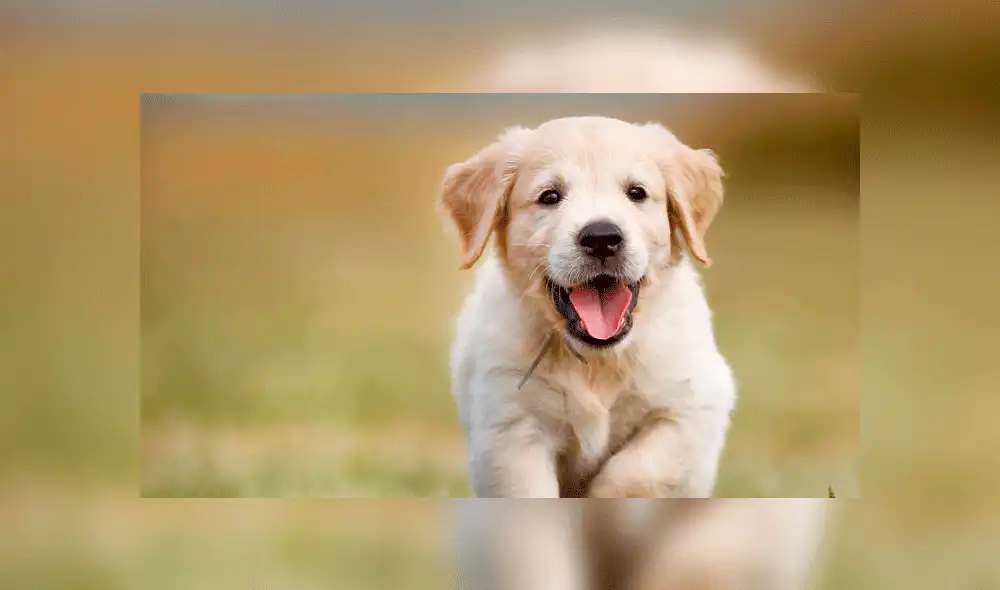 La rabia afecta a humanos y animales como el perro, según el Minsa. Foto: Difusión La rabia afecta a humanos y animales como el perro, según el Minsa. Foto: Difusión