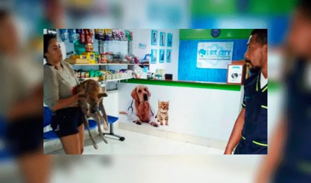 Perro muere tras ser lanzado desde un piso 19 por su dueño Perro muere tras ser lanzado desde un piso 19 por su dueño