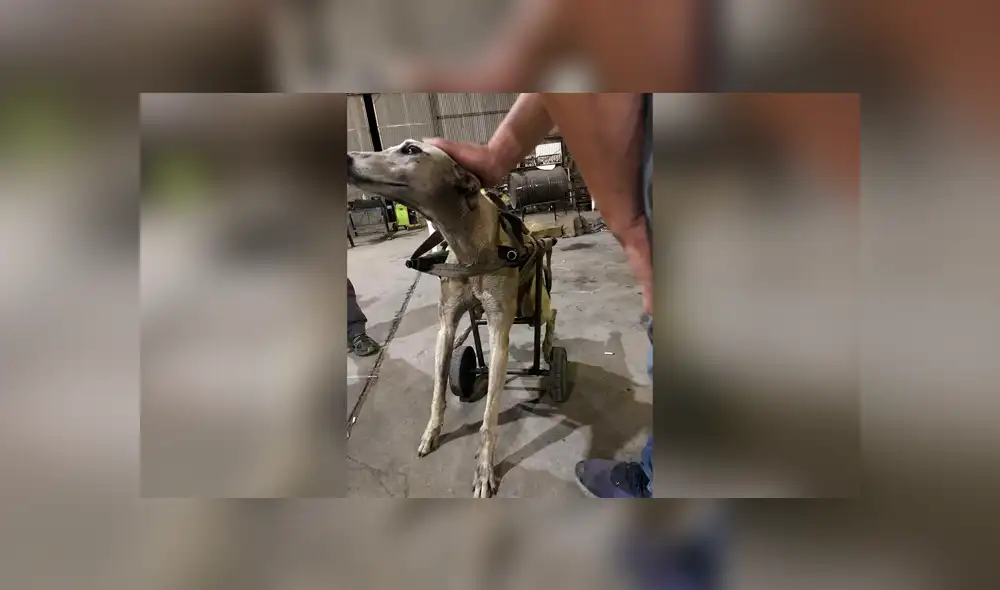 Desliza las imágenes hacia la izquierda para conocer la noble labor de unos jóvenes para salvar a un perro callejero.