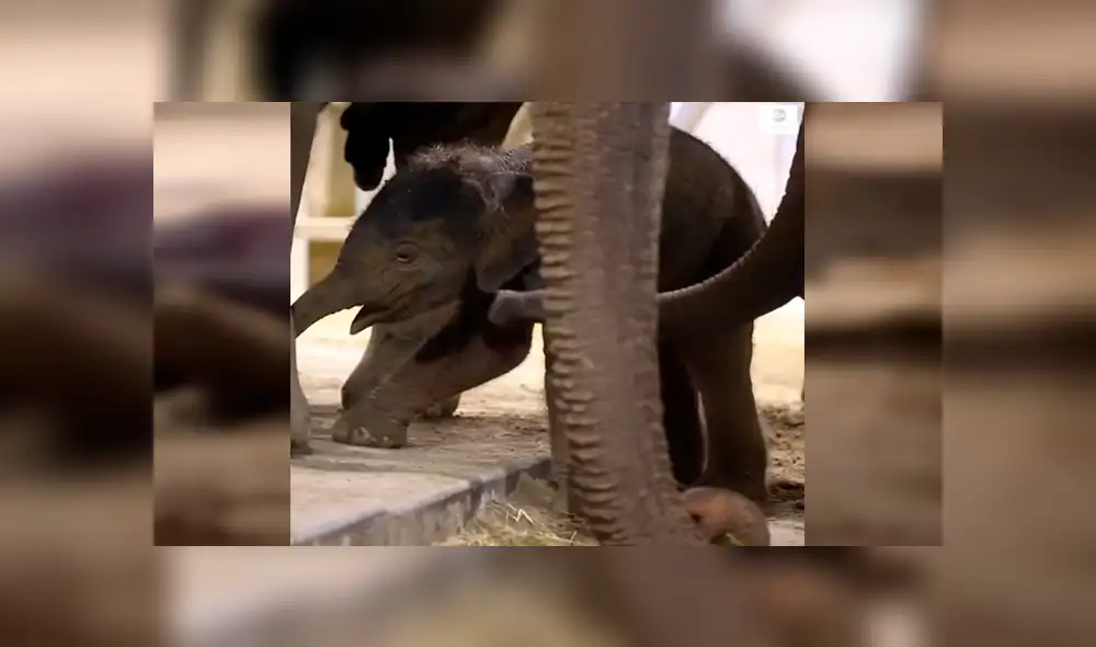 YouTube viral: elefante bebé aprende a dar sus primeros pasos con ayuda de su madre [VIDEO]