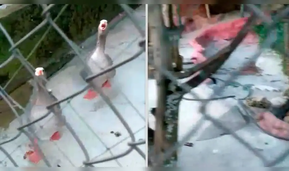 La vida de estas especies estaría en inminente peligro. (Foto: captura)