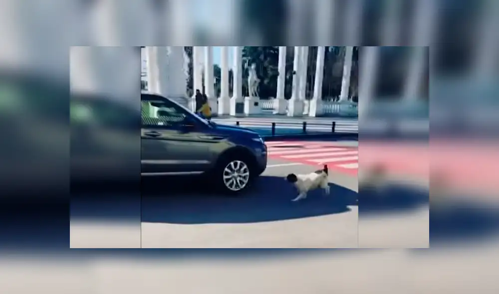 En Facebook, un perro ladró fuerte a los conductores con la intención que paren y dejen cruzar a unos niños. En Facebook, un perro ladró fuerte a los conductores con la intención que paren y dejen cruzar a unos niños.