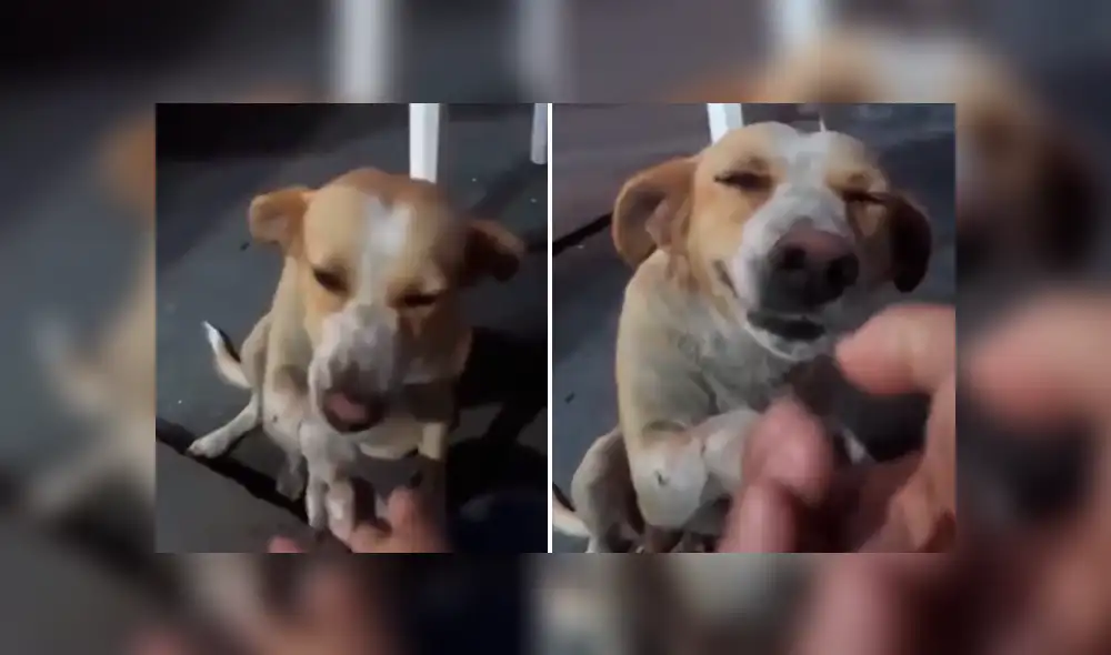 Desliza las imágenes hacia la izquierda para apreciar la conmovedora acción de un perro al recibir ayuda. Desliza las imágenes hacia la izquierda para apreciar la conmovedora acción de un perro al recibir ayuda.