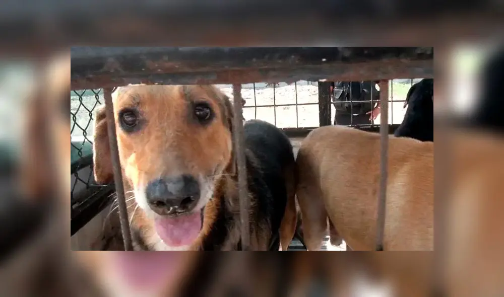 Foto: Municipalidad de Surco