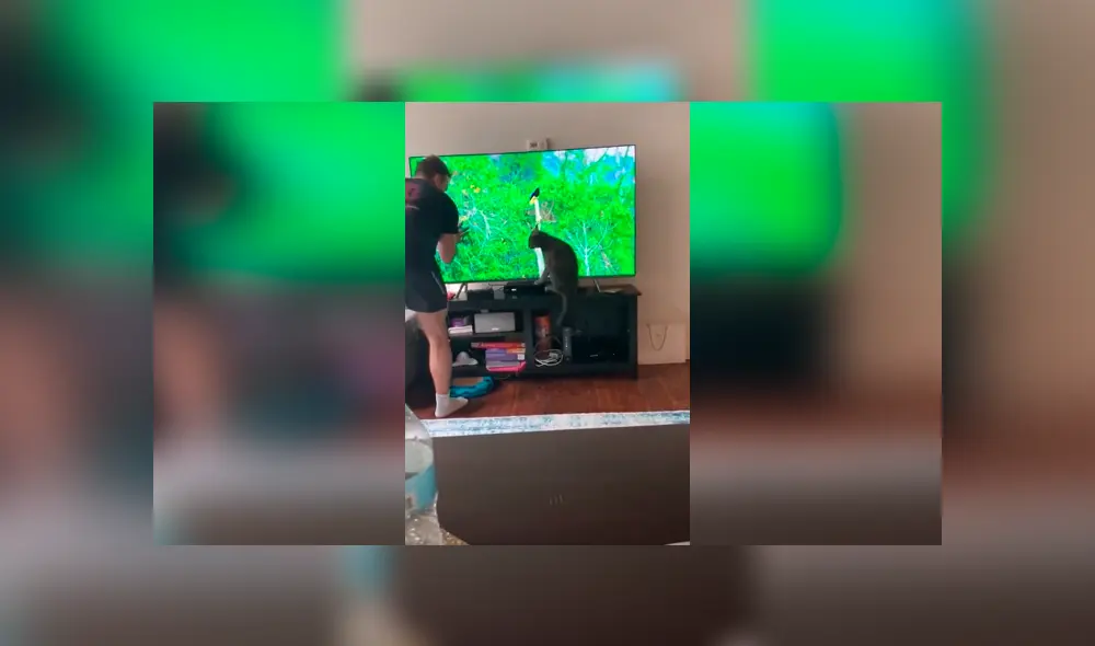 Desliza las imágenes para conocer la travesura que cometió un gato al saltar encima de la televisión de su dueño. Foto: Captura. Desliza las imágenes para conocer la travesura que cometió un gato al saltar encima de la televisión de su dueño. Foto: Captura.