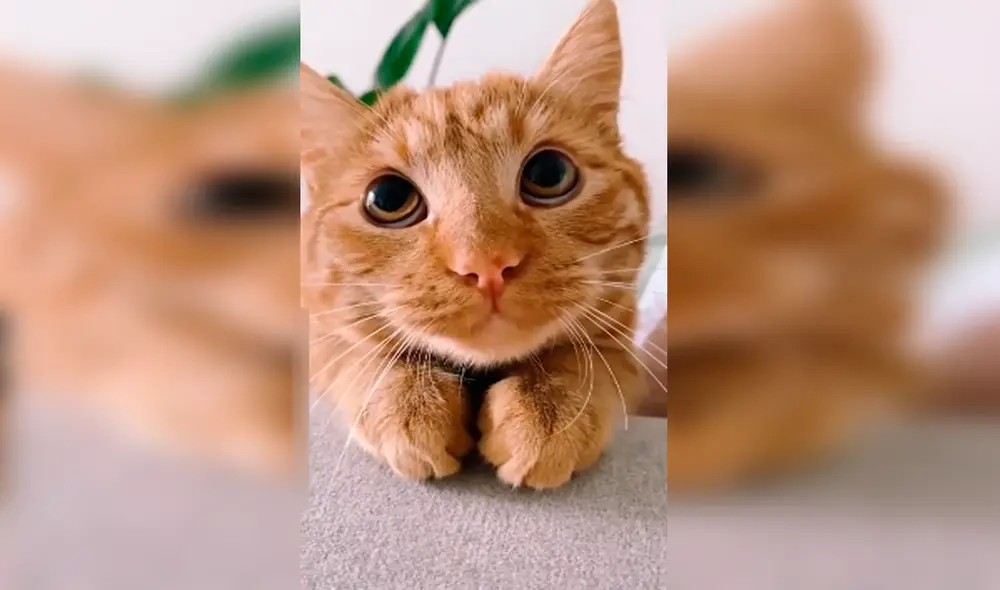 Desliza las imágenes para conocer al Maestro Poe Poe, el gatito que se ha hecho viral por su tierna mirada. Foto: YouTube.