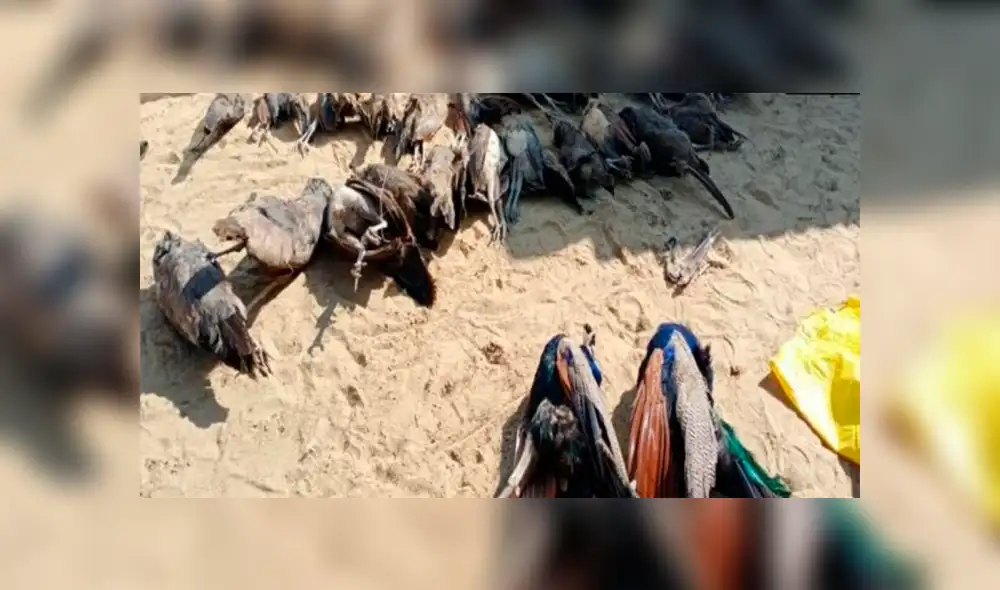 Agricultor envenena a 23 pavos reales para evitar que se coman su cosecha Agricultor envenena a 23 pavos reales para evitar que se coman su cosecha