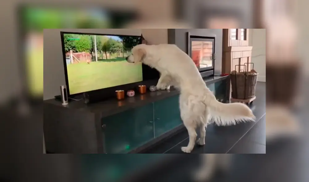 Desliza para ver los momentos más tiernos del video que se hizo viral en YouTube. Desliza para ver los momentos más tiernos del video que se hizo viral en YouTube.