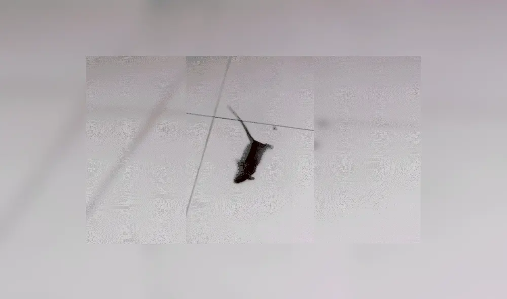 Facebook viral: ratón se hace el muerto para no ser 'asesinado' por el dueño de la casa [VIDEO]