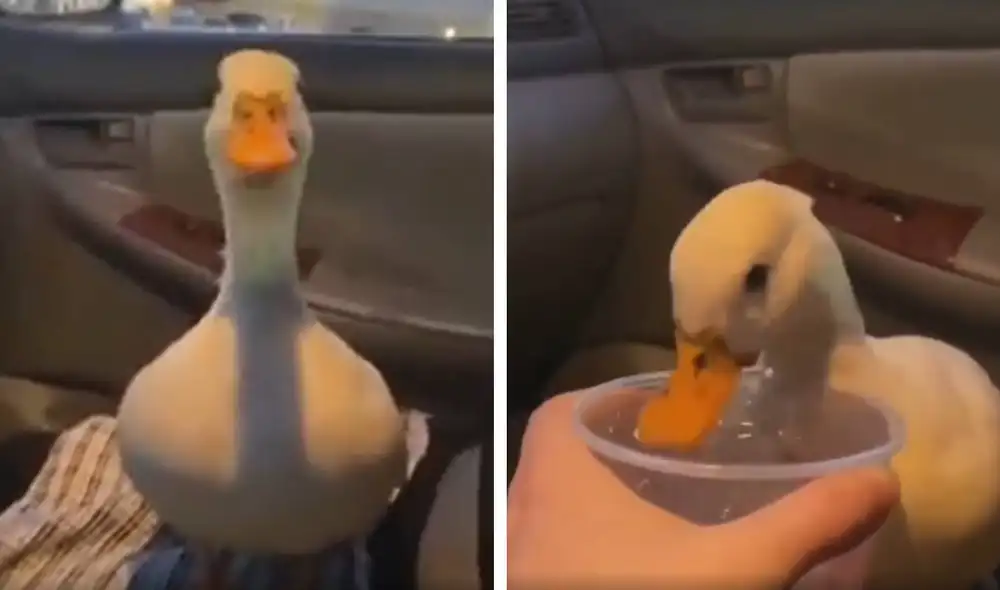Desliza las imágenes para apreciar la reacción de un inquieto pato para ‘pedirle’ a su dueña un poco de agua. Foto: captura de TikTok Desliza las imágenes para apreciar la reacción de un inquieto pato para ‘pedirle’ a su dueña un poco de agua. Foto: captura de TikTok