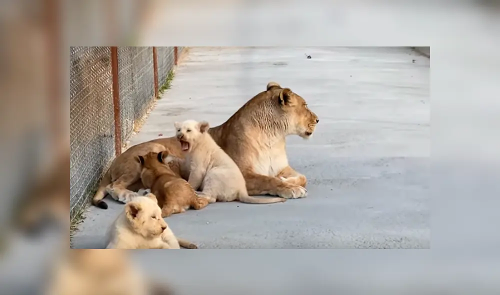 Desliza hacia la izquierda para ver las imágenes del viral de Facebook. Desliza hacia la izquierda para ver las imágenes del viral de Facebook.