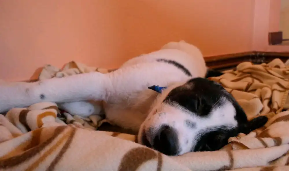 Desliza las imágenes para conocer a Bandit, el perrito que fue salvado en una carretera en Atenas. Foto: captura de YouTube Desliza las imágenes para conocer a Bandit, el perrito que fue salvado en una carretera en Atenas. Foto: captura de YouTube