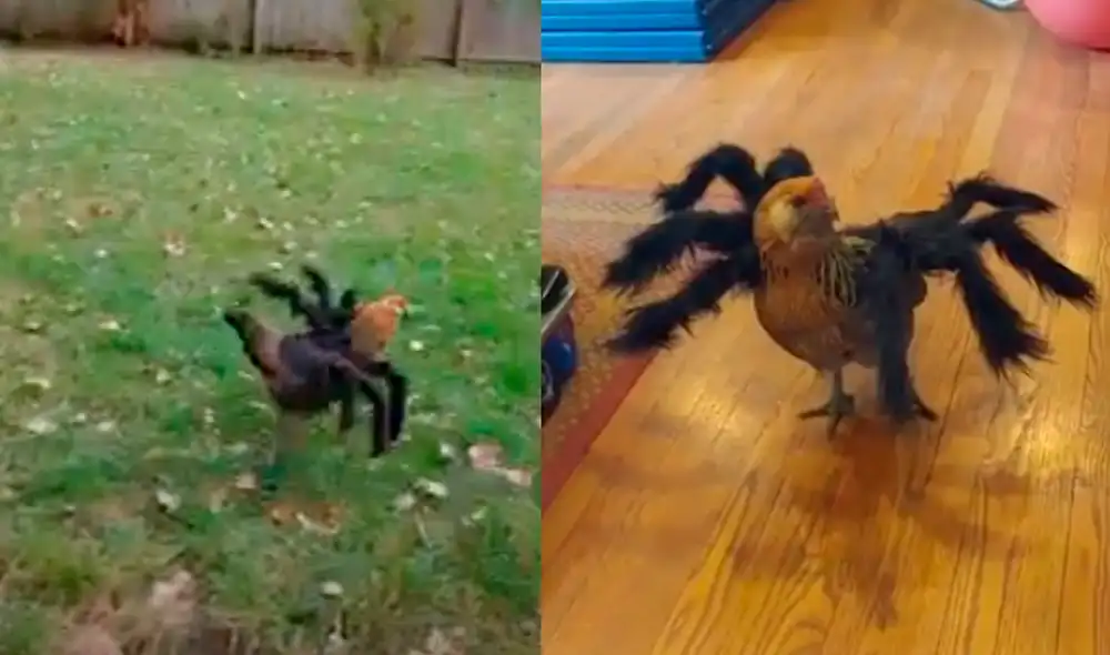 YouTube - viral - animales