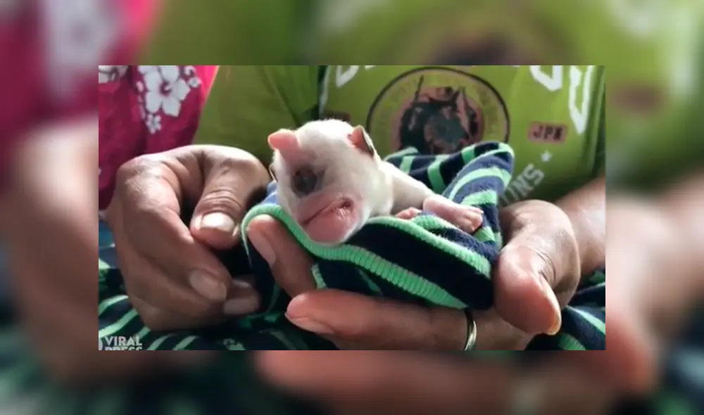 YouTube viral: nace perro con un solo ojo y sus dueños piden ayuda por su delicado estado de salud