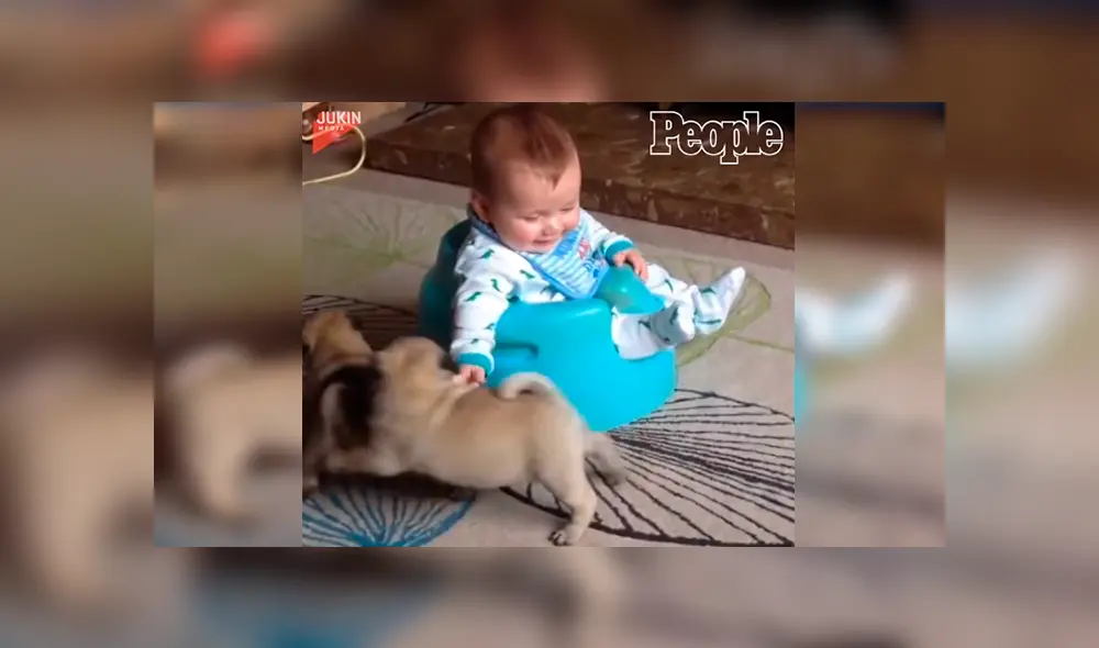 En Facebook, unos pequeños pug aprovecharon la distracción de su dueña para acercarse a su bebé.