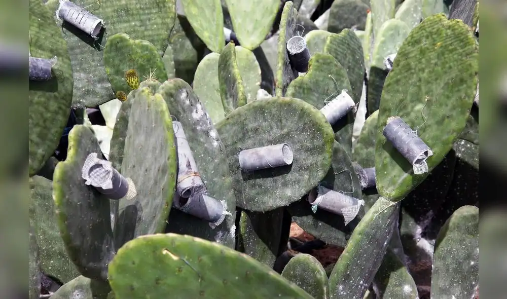 Adex: lluvias con mínimo impacto en cultivos de cochinilla