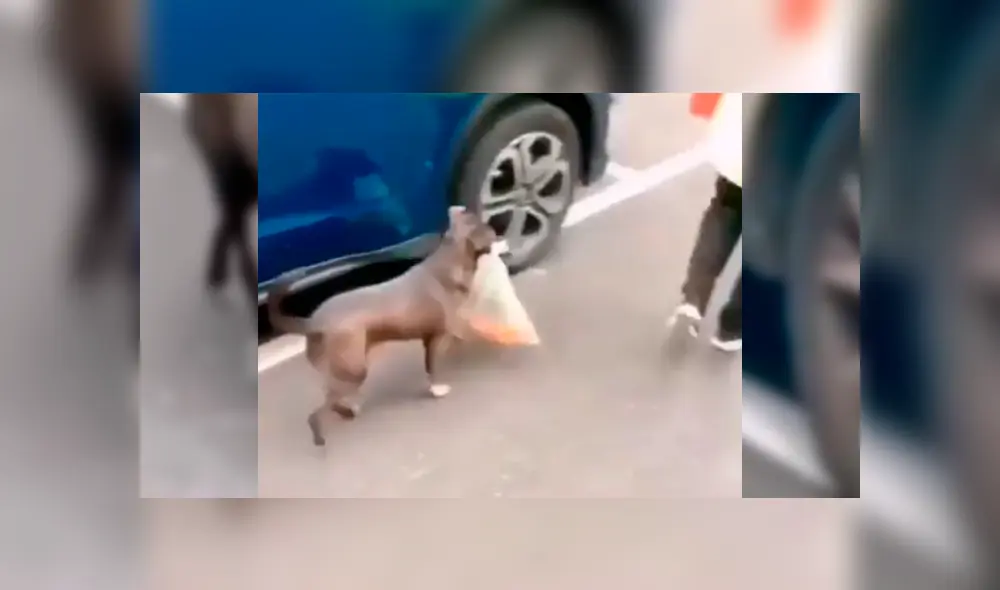 Video es viral en Facebook. El can fue captado durante un noticiero, cuando se narraban los hechos ocurridos en uno de los saqueos en Chile