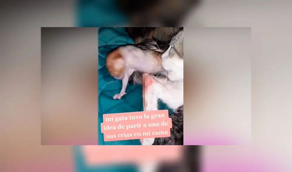 Desliza las imágenes para ver la tierna escena que protagonizó una mujer y su gata que trajo al mundo a su bebé. Foto: Rosita Alegre /TikTok Desliza las imágenes para ver la tierna escena que protagonizó una mujer y su gata que trajo al mundo a su bebé. Foto: Rosita Alegre /TikTok