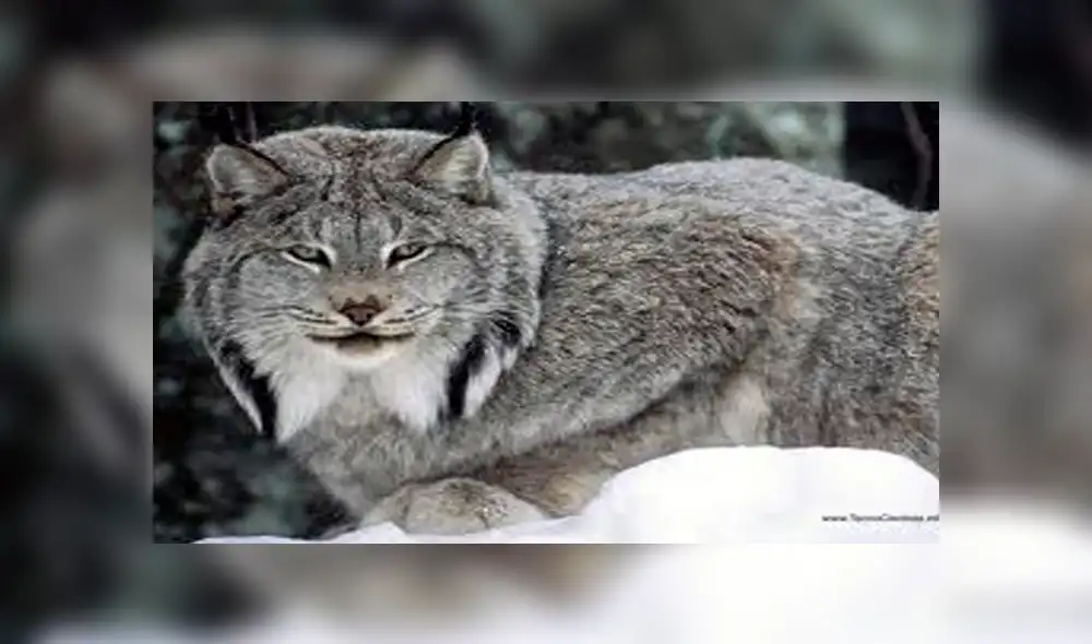 Desliza para ver fotos del lince de Canadá que sorprendió a todos en Facebook. Foto: Captura. Desliza para ver fotos del lince de Canadá que sorprendió a todos en Facebook. Foto: Captura.