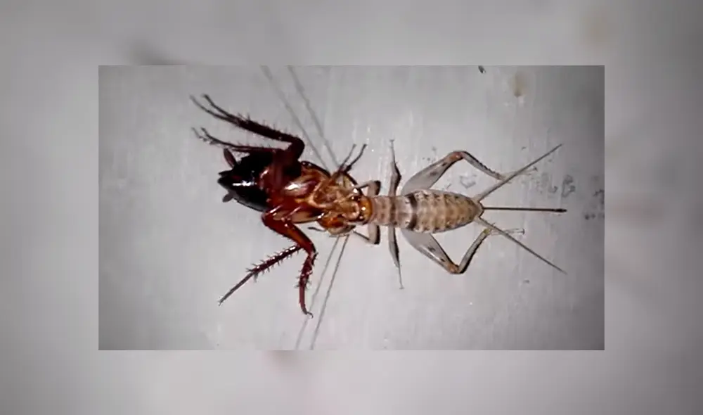 YouTube viral: No te pierdas el genial desenlace de la épica batalla entre grillo y cucaracha que ha sorprendido a miles